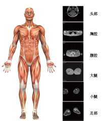 BE-1B實(shí)用型人體成分分析儀